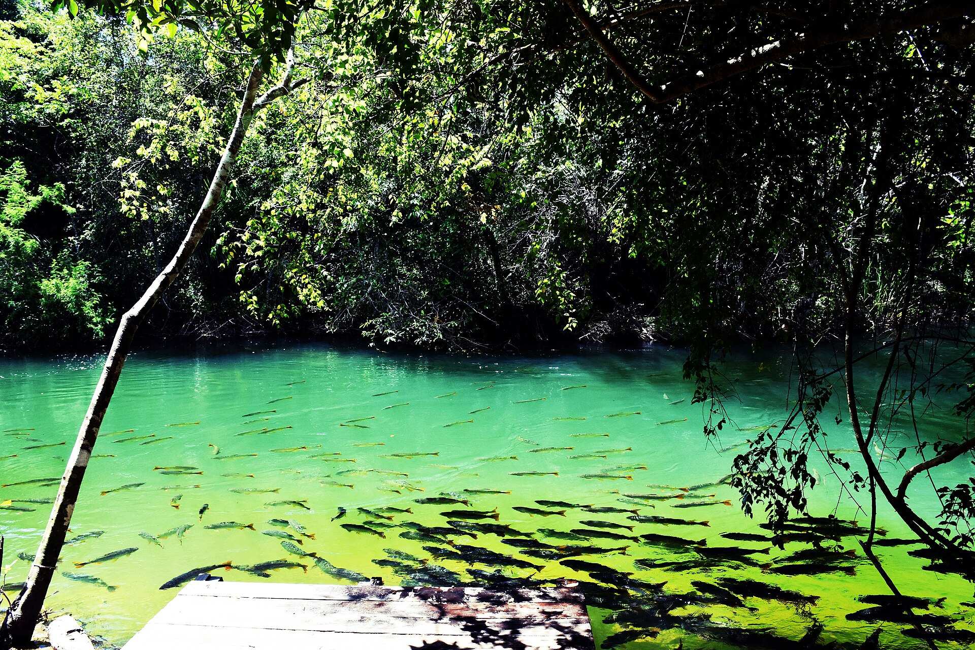 Águas verdes e transparentes do Rio Formoso, no Balneário Municipal de Bonito, com peixes visíveis e mata ao redor